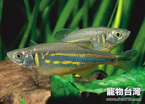 大斑馬魚的外形特點(1圖)-寵物台灣
