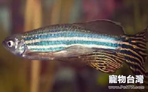 大斑馬魚的飼養環境