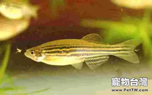 大斑馬魚的餵食要點(1圖)-寵物台灣