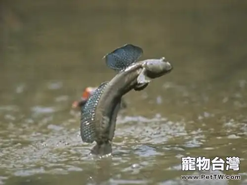 大彈塗魚的品種簡介(1圖)-寵物台灣