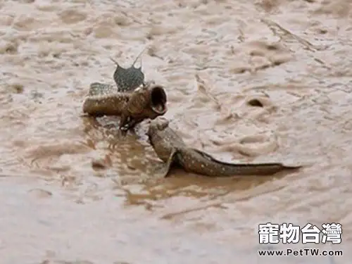 大彈塗魚的外形特點(1圖)-寵物台灣