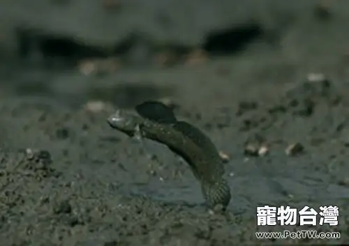 大彈塗魚的飼養環境(1圖)-寵物台灣