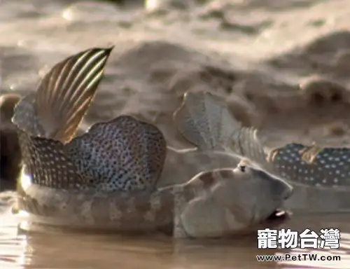 大彈塗魚的餵食要點