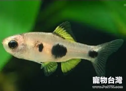 大點鯽的品種簡介(1圖)-寵物台灣