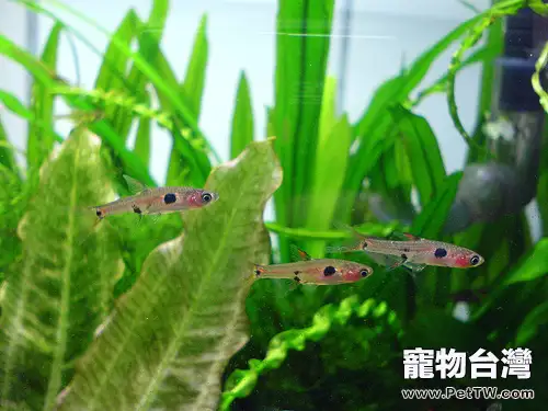 大點鯽的外形特點(1圖)-寵物台灣