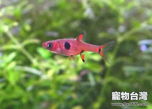 大點鯽的飼養環境(1圖)-寵物台灣