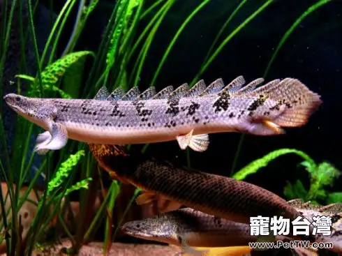 戴氏多鰭魚的品種簡介(1圖)-寵物台灣