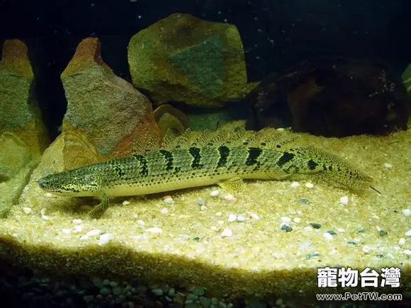 戴氏多鰭魚的外形特點(1圖)-寵物台灣