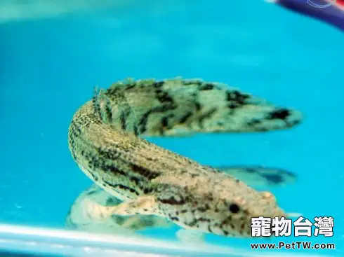戴氏多鰭魚的飼養環境(1圖)-寵物台灣