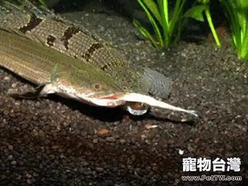 戴氏多鰭魚的餵食要點