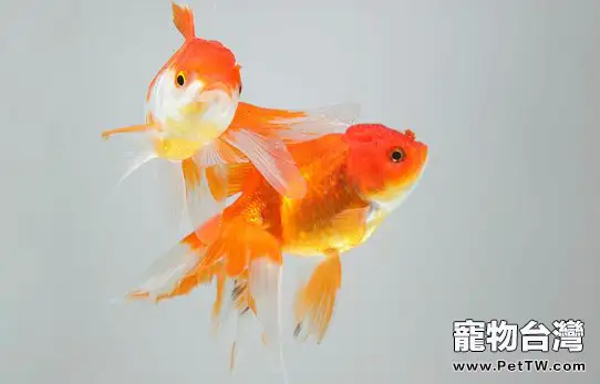 夏季養金魚要預防兩病