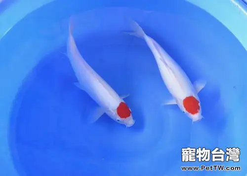 丹頂錦鯉的品種簡介(1圖)-寵物台灣
