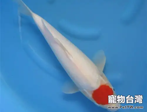 丹頂錦鯉的外形特點(1圖)-寵物台灣