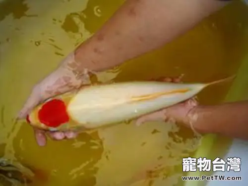 丹頂錦鯉的飼養環境(1圖)-寵物台灣
