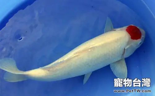 丹頂錦鯉的餵食管理(1圖)-寵物台灣