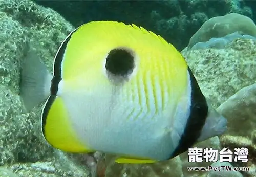 單斑蝴蝶魚的外形特點(1圖)-寵物台灣