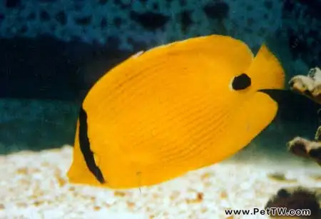 單斑蝴蝶魚的飼養環境(1圖)-寵物台灣