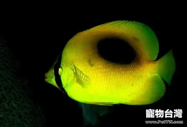 單斑蝴蝶魚的餵食要點(1圖)-寵物台灣