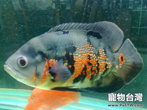 地圖魚的品種簡介