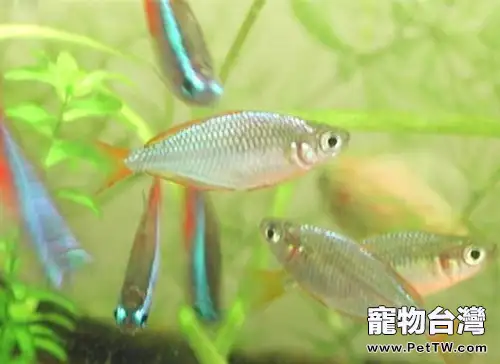 電光美人魚的外形特點