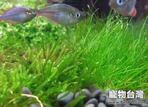 電光美人魚的飼養環境