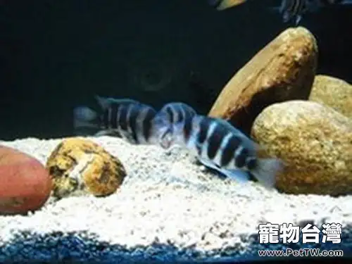 短鼻六間魚的品種簡介