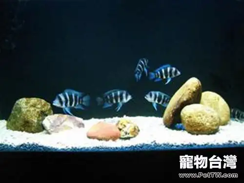 短鼻六間魚的外形特點