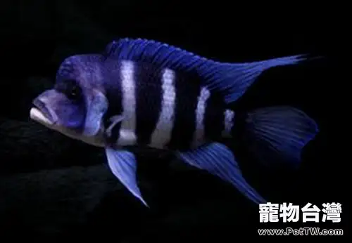 短鼻六間魚的飼養環境