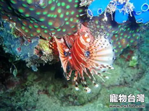 短鬚獅子魚的飼養環境