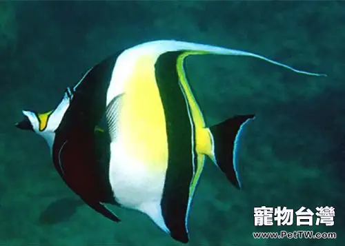 多棘馬伕魚的飼養環境(1圖)-寵物台灣