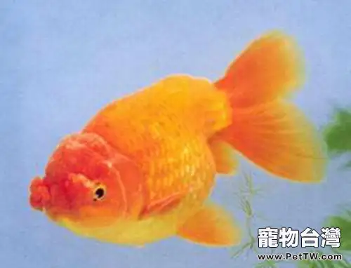 鵝頭球的品種簡介(1圖)-寵物台灣