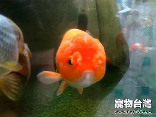 鵝頭球的外形特點(1圖)-寵物台灣