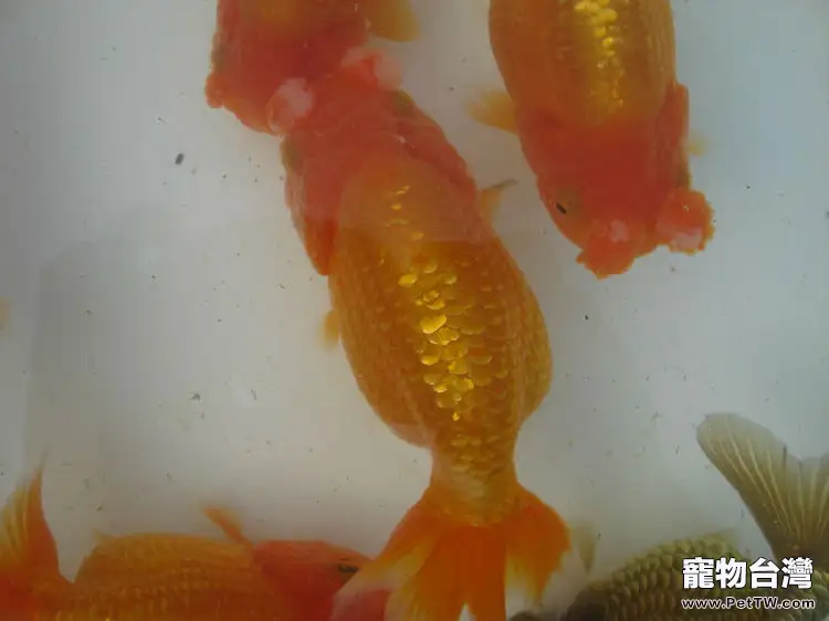 鵝頭球的飼養環境(1圖)-寵物台灣