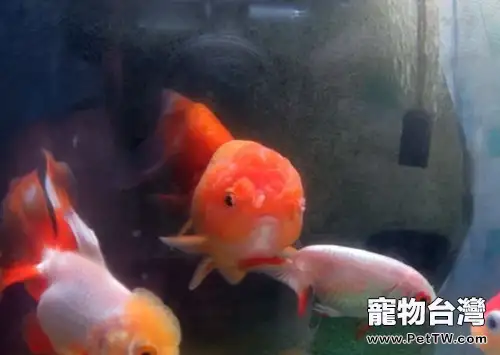 鵝頭球的飼料挑選(1圖)-寵物台灣