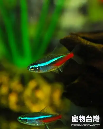 關於霓虹燈魚的品種簡介