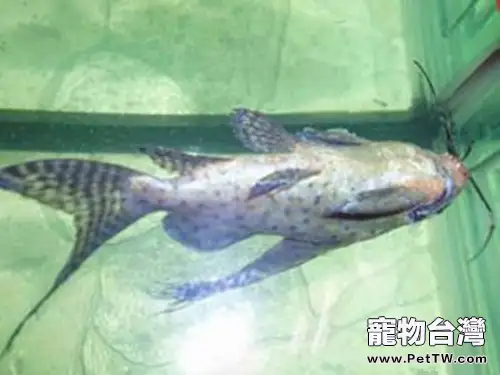 反游貓的品種簡介(1圖)-寵物台灣