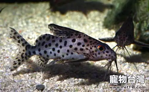 反游貓的外形特點(1圖)-寵物台灣