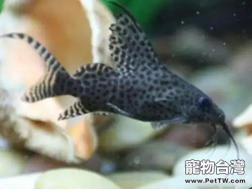 反游貓的飼養環境(1圖)-寵物台灣