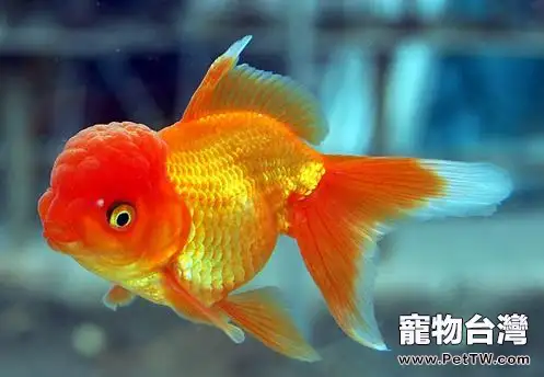 金魚飼料的種類有哪些