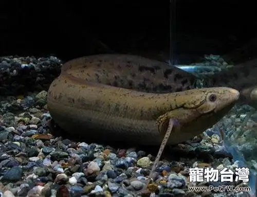 非洲肺魚的品種簡介(1圖)-寵物台灣