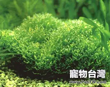 如何正確的修剪鹿角苔(1圖)-寵物台灣
