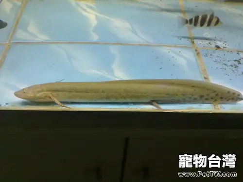非洲肺魚的外形特點(1圖)-寵物台灣