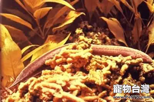 非洲肺魚的生活環境(1圖)-寵物台灣