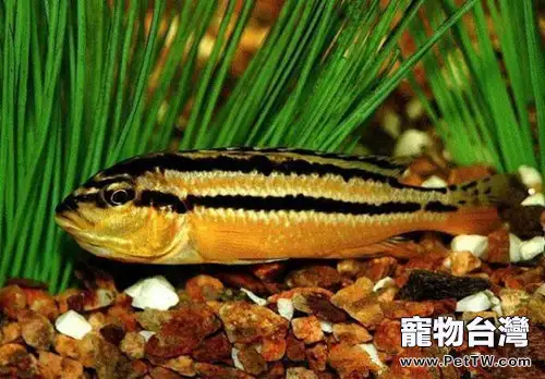 非洲鳳凰魚的品種簡介(1圖)-寵物台灣
