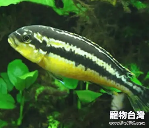 非洲鳳凰魚的外形特點