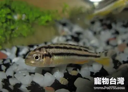 非洲鳳凰魚的飼養環境