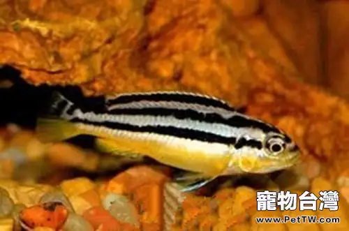 非洲鳳凰魚的餵食要點