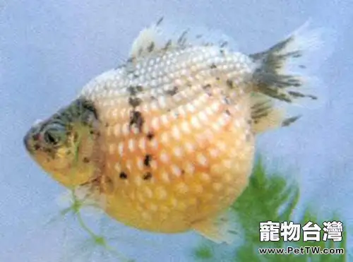 鳳尾花珍珠的飼養環境(1圖)-寵物台灣
