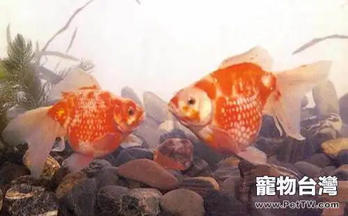 鳳尾花珍珠的餵食要點(1圖)-寵物台灣