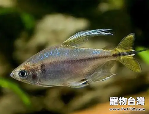 剛果扯旗魚的飼養環境